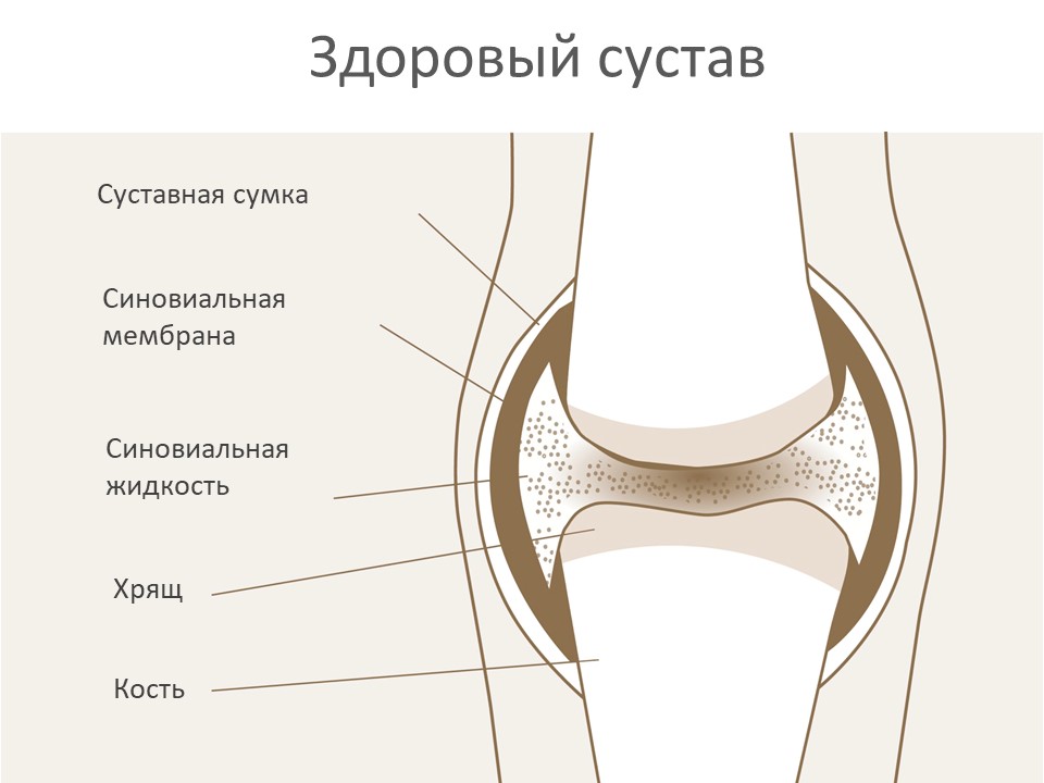 Здоровый сустав